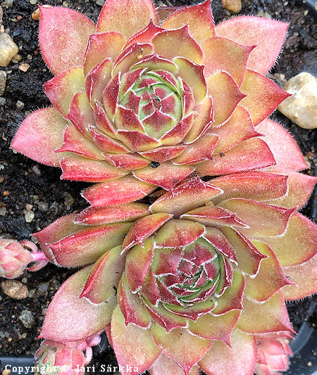 Sempervivum 'Shauri', kivikkomehithti